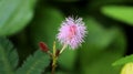 Touch me not flower. Shameplant Royalty Free Stock Photo