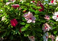 New Guinea Impatiens are colorful in bloom Royalty Free Stock Photo