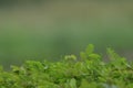 touch of nature with green plant leafs in foreground and blur background in composition, natural background