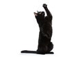 One adorable cute black purebred cat with shiny hair sitting and raising paw up isolated on white studio background. Royalty Free Stock Photo