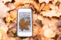 Touch phone on a background of autumn leaves on the grass.silhouette maple leaf on touch screen Royalty Free Stock Photo