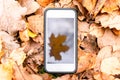 Touch phone on a background of autumn leaves on the grass.silhouette maple leaf on touch screen Royalty Free Stock Photo