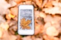 Touch phone on a background of autumn leaves on the grass.silhouette maple leaf on touch screen Royalty Free Stock Photo