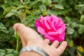 Touch pink rose in garden Royalty Free Stock Photo