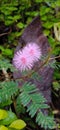 Touch sensitive plant called Nidikumba Royalty Free Stock Photo
