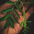 Touch sensitive plant leafs in hands with special effects touch me not Plant