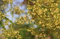 Touch of spring. Fine branches blooming. Green leaves and white / yellow flowers.