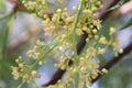 Touch of spring. Fine branches blooming. Green leaves and white / yellow flowers.