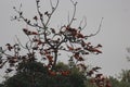 The birds are perched on the trees of the red Krishnacura. Royalty Free Stock Photo