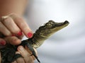 Touching Baby alligator