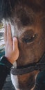 Touching a big brown white horsy horse Royalty Free Stock Photo