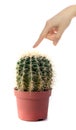 Touching a cactus