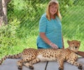 Touching cheetah Royalty Free Stock Photo
