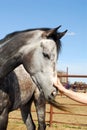 Touching Dappled Grey Horse Royalty Free Stock Photo