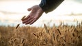 Touching ear of wheat growing in golden field Royalty Free Stock Photo