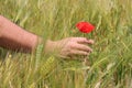 Touching a flower Royalty Free Stock Photo