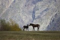 The touching friendship of a foal with a donkey