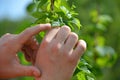 Touching his hops his gift he planted