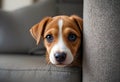 Shy Puppy Hiding Beside Sofa Expressing Vulnerability And Gentle Emotion Royalty Free Stock Photo
