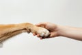 Touching moment of a dog paw and a human hand engaging in a high-five against a plain white background Royalty Free Stock Photo