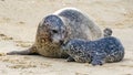 A Touching Moment Between a Harbor Seal and her Pup