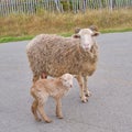 Mother sheep and baby lamb in the village Royalty Free Stock Photo