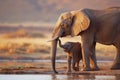 African Elephants at Watering Hole, Wildlife Conservation Concept Royalty Free Stock Photo