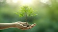 touching soil on the field before growth a seed of vegetable or plant seedling. Agriculture, gardening or ecology concept in Royalty Free Stock Photo