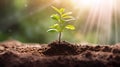 touching soil on the field before growth a seed of vegetable or plant seedling. Agriculture, gardening or ecology concept in Royalty Free Stock Photo