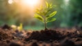 touching soil on the field before growth a seed of vegetable or plant seedling. Agriculture, gardening or ecology concept in Royalty Free Stock Photo