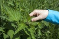 Touching stinging nettle leaves Royalty Free Stock Photo