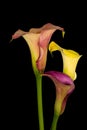 Macro of a touching trio of red yellow orange calla blossoms on black background