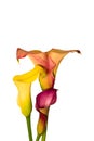 Touching trio of red yellow orange calla blossoms on white background