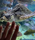 touching a turtle in an aquarium