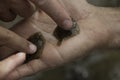 Two little flat fishes in a hand