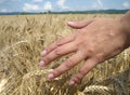 Touching the wheat