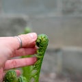 Touching a young fern. Green twisted sprout in spring Royalty Free Stock Photo