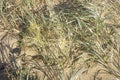 Beach grass growing on sand dunes Royalty Free Stock Photo