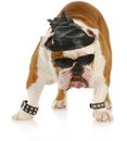 Tough biker dog Royalty Free Stock Photo