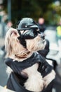 Tough biker dog