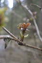 Tough branch with soft young leaves