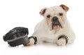 Tough dog Royalty Free Stock Photo