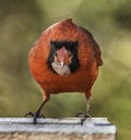 Tough Guy Cardinal