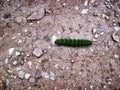 Tough journey of the emperor moth caterpillar Royalty Free Stock Photo