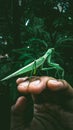 a tough little grasshopper, sturdy and charming