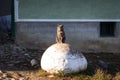 Tough looking cat sits on rock