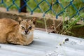 A tough looking street cat with face scars from fighting sat on