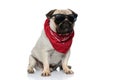 Tough Mops puppy wearing bandana and sunglasses