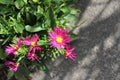 Tough pink aster flowers bloom in a concrete crack