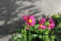 Tough pink aster flowers bloom in a concrete crack
